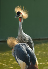 Balearica regulorum