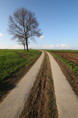 Feldweg / Spurweg mit Baum