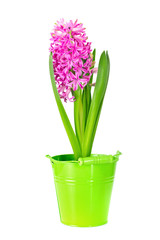 Fototapeta na wymiar Spring pink hyacinth isolated over white background