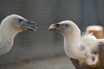 Two heads