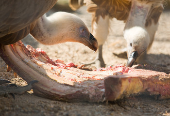 Vulture snack