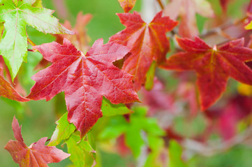 Liquidambar leaves, red and green