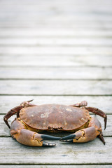 Crab on the weathered wooden terrace