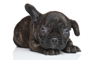 Obraz premium French bulldog puppy
