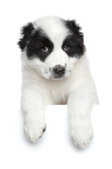 Central Asian shepherd puppy on a white banner