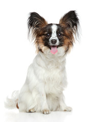 Papillon dog (Continental Toy Spaniel)