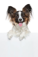 Happy dog above white banner