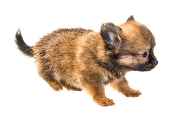 Chihuahua puppy