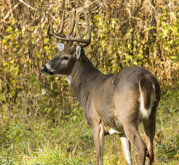 White Tailed Deer Buck