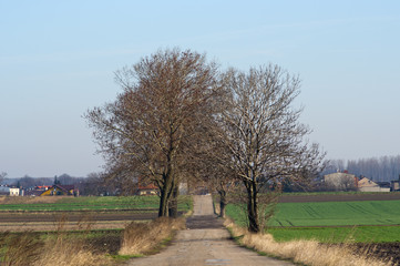 Obraz premium Trees growing along the old ruined road,Silesia region,Poland