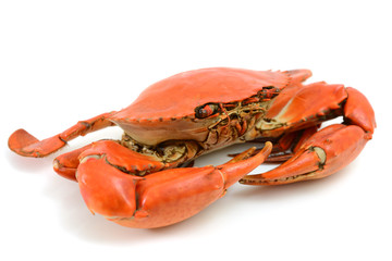 Cooked Blue Crab