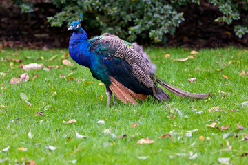 Obraz premium Peacock