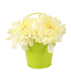 Beautiful chrysanthemum flowers in bucket isolated on white
