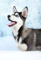 Beautiful cute husky puppy, on winter background