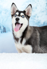Beautiful cute husky puppy, on winter background