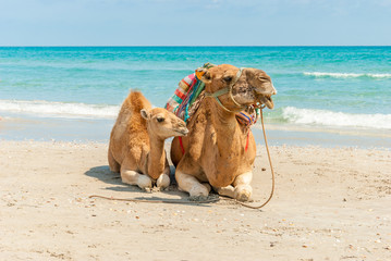 Two Camels Sitting on the Beach