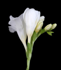 Obraz premium Beautiful freesia on black background