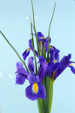 Beautiful irises, on blue background