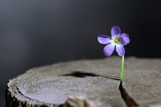 Fototapeta Violet flower on stump, close up