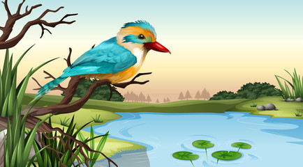A river kingfisher