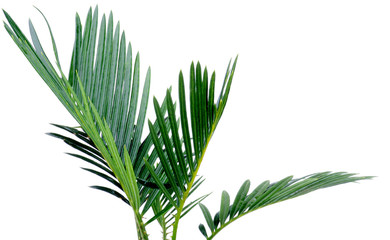 Green Palm Leafs