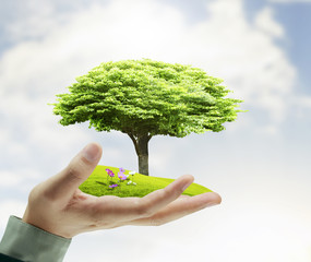 Small tree, plant in  hand