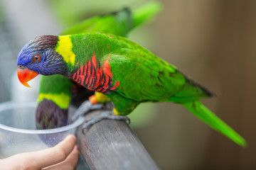 Feeding colorful lory parrots