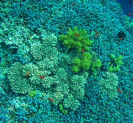 Coral reef