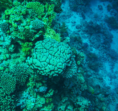 Fototapeta Coral reef