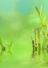 Fototapeta na wymiar lucky bamboo aquatique