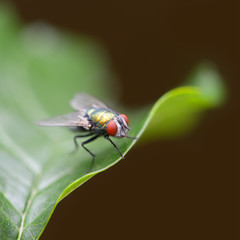 Large fly on a green leaf