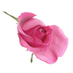 pink rose