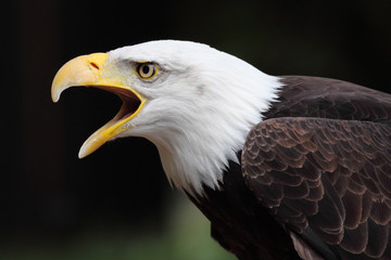 bald eagle