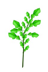 A Fresh Kaffir Lime Plant on White Background