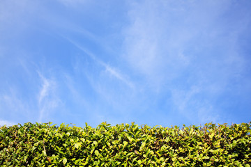 Privet Hedge background
