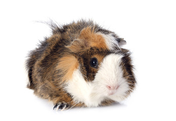 Fototapeta na wymiar guinea pig
