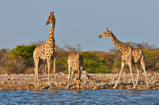three giraffes drink in a waterhole in the Etosha National Park