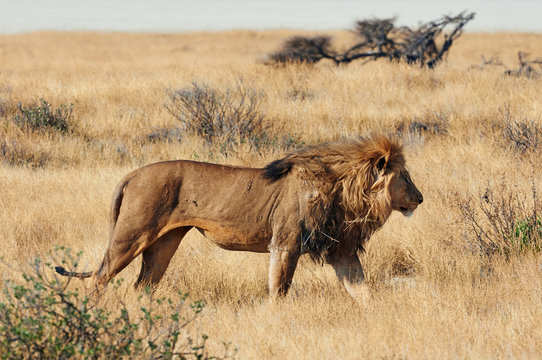 A male lion in Etosha National Park in Namibia