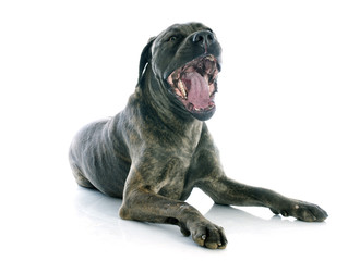 italian mastiff