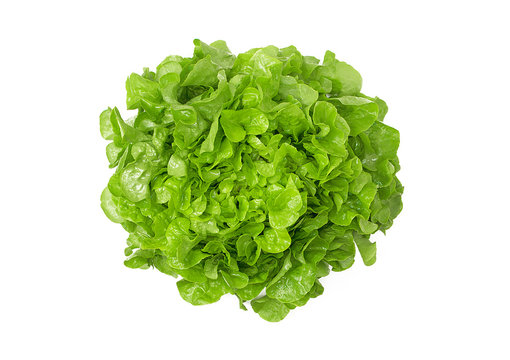 Grüner Eichblattsalat