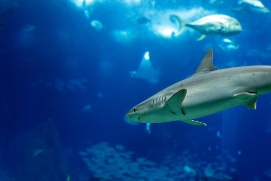 Lisbon Oceanarium shark