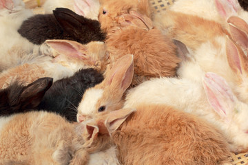A lot rabbits for sale