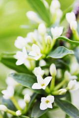 Fototapeta na wymiar pachnące białe kwiaty bzu