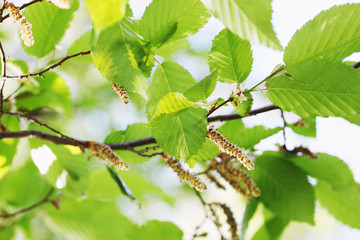 spring foliage on alder