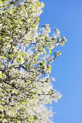 white cherry blossoms