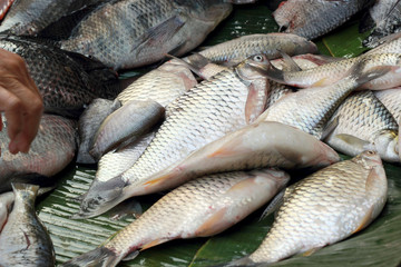 Fresh fish in the market.
