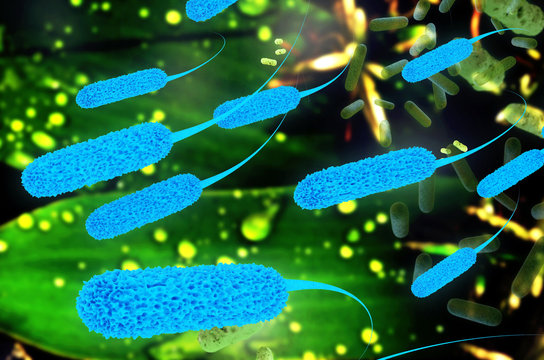 Ecoli bacterium - 3D Render