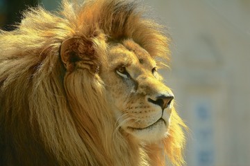 Portrait de lion