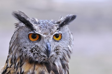Owl.