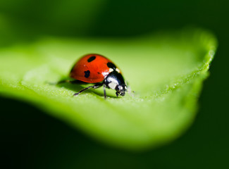 Ladybug on a leaf. Beautiful nature
